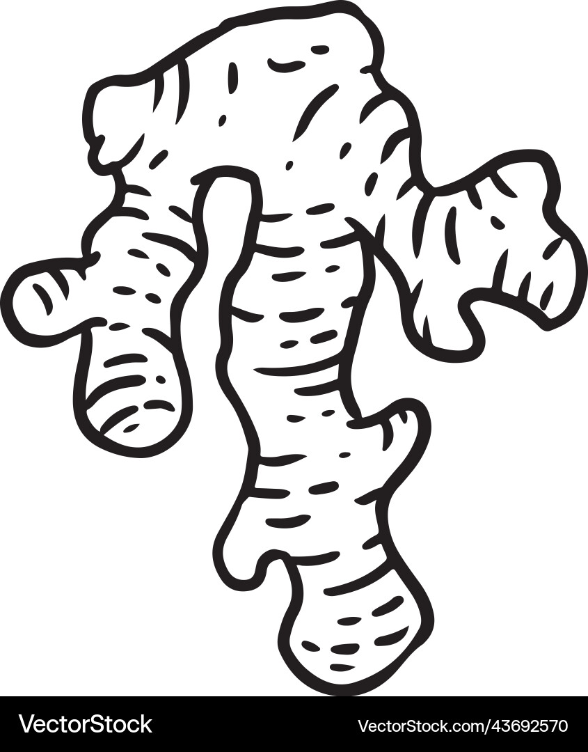 Ingwer Wurzel Cartoon Ikone Ernte Lebensmittel Umriss Ingwer Wurzel Cartoon Ikone Ernte Lebensmittel Umriss vektorbild