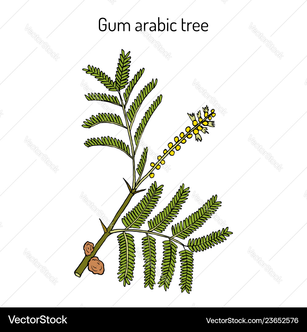 Gum arabic tree acacia senegal or kher Gum arabic tree acacia senegal or kher vector image