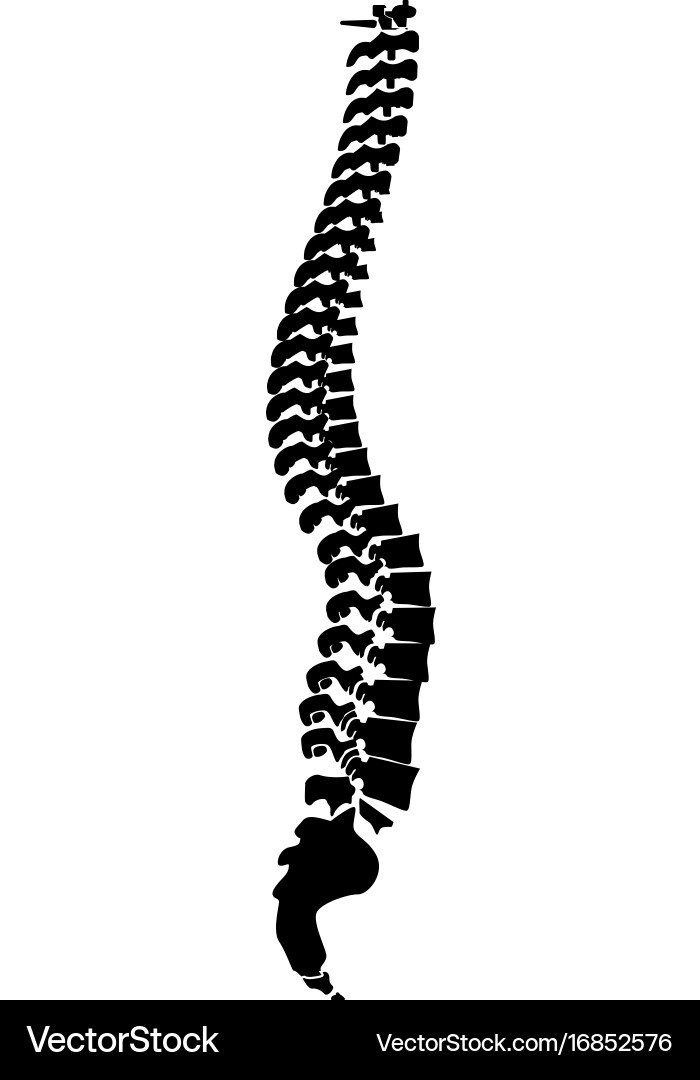 Human Spine Icon Royalty Free Vector Image - VectorStock
