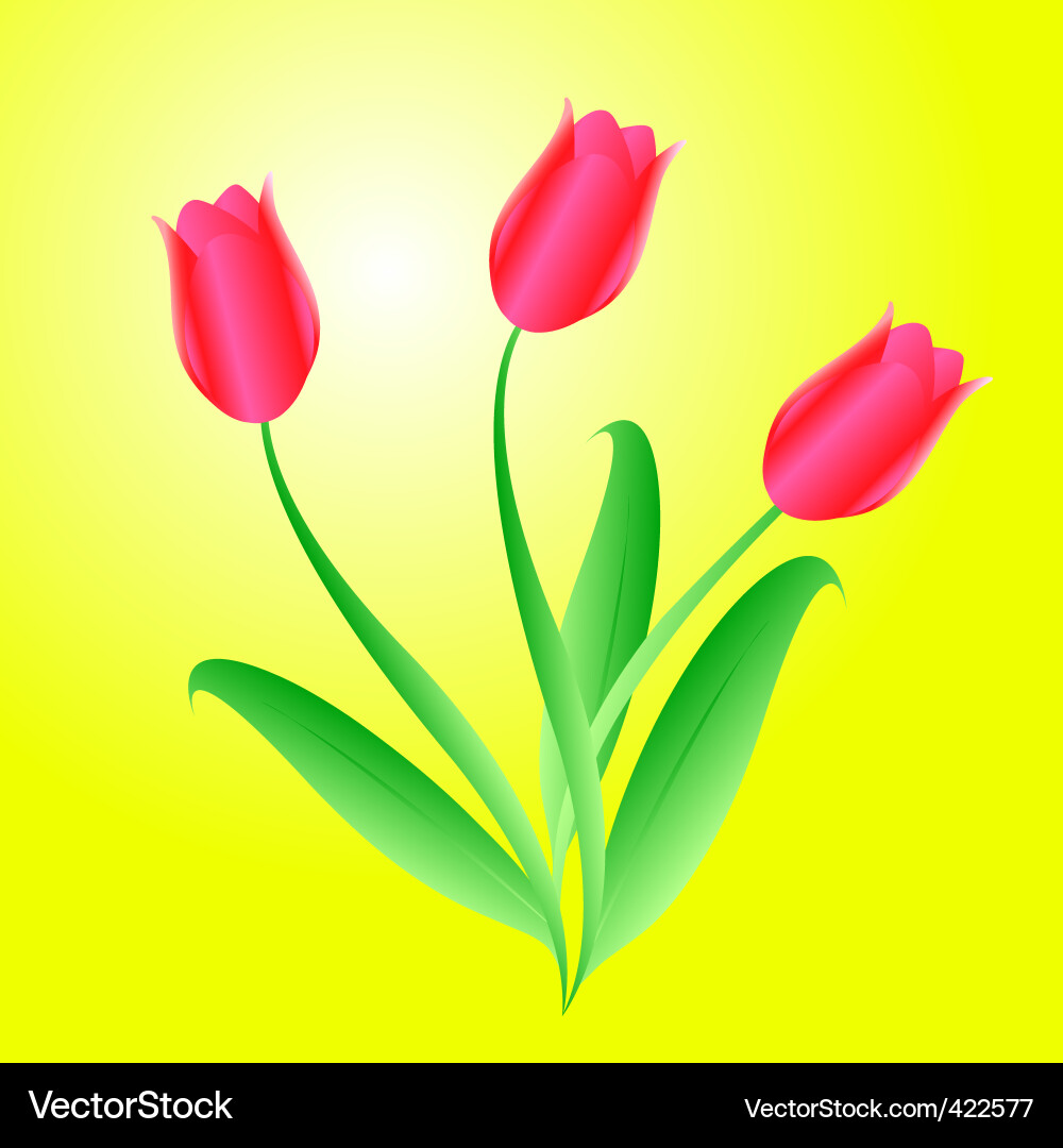 Tulips Vector Image