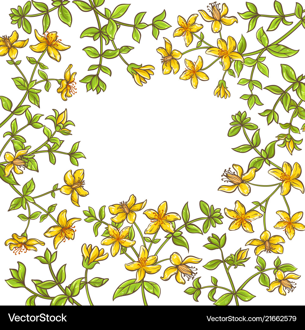 Tutsan branch frame vector image