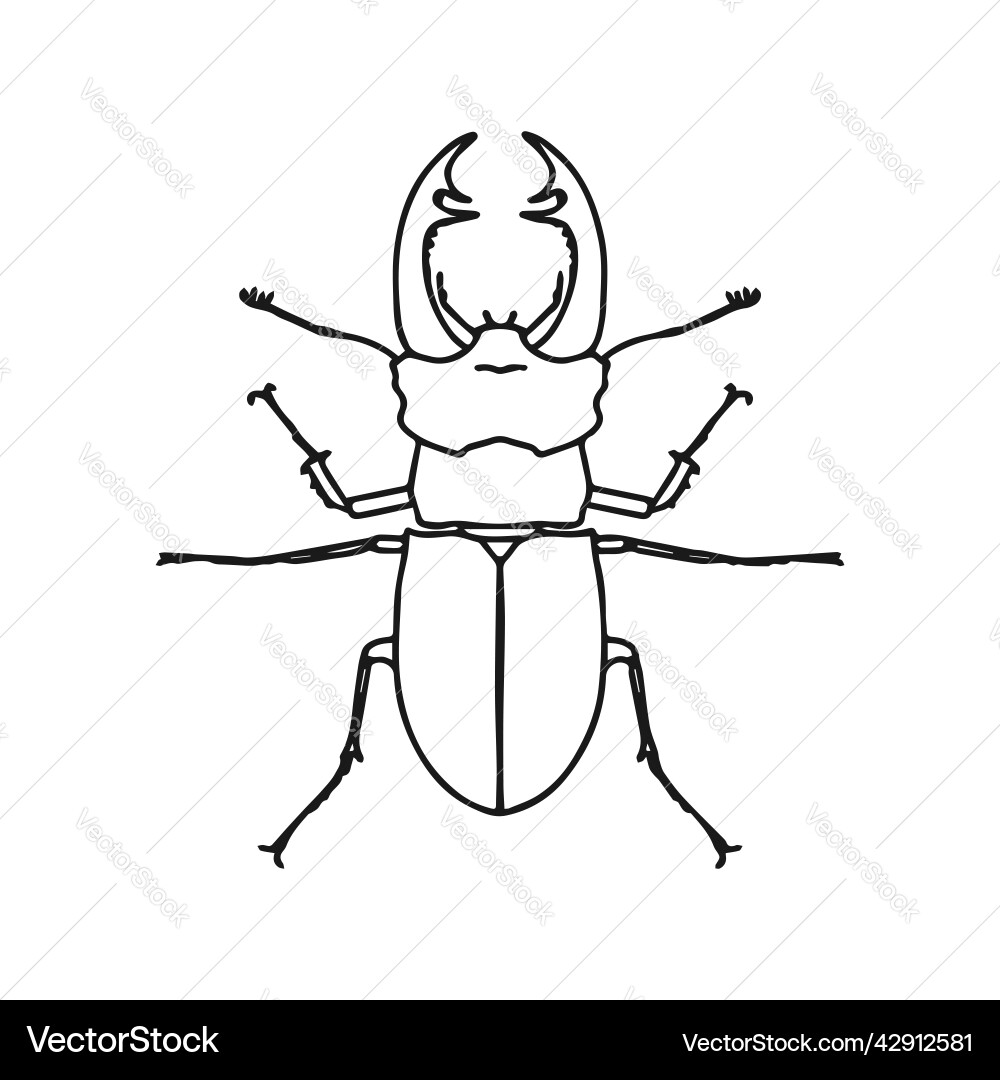Isolated contour drawing of a beetle on white Isolated contour drawing of a beetle on white vector image