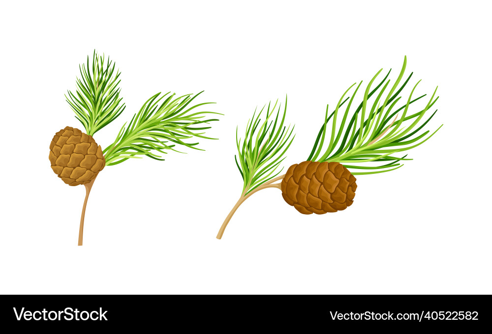 Set of coniferous tree twigs with cones and fir Vector Image
