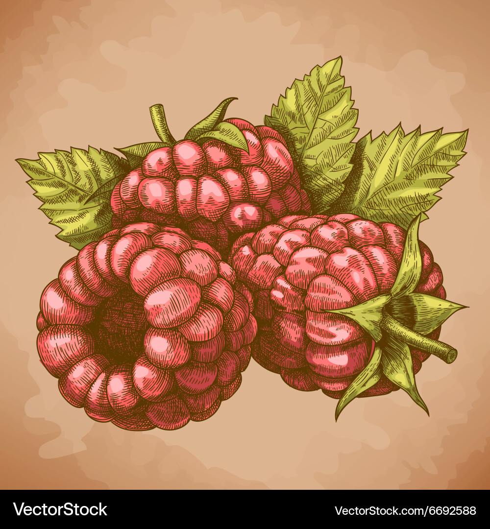 Engraving raspberry retro vector image