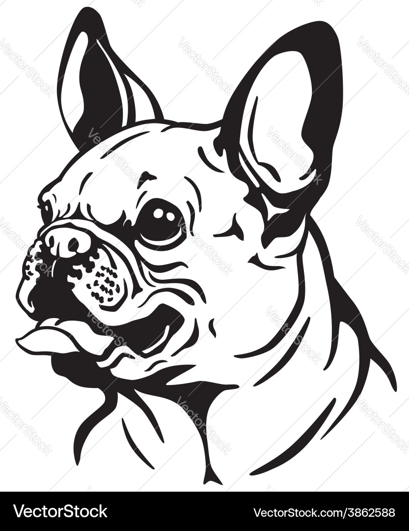 French Bulldog Head vector image