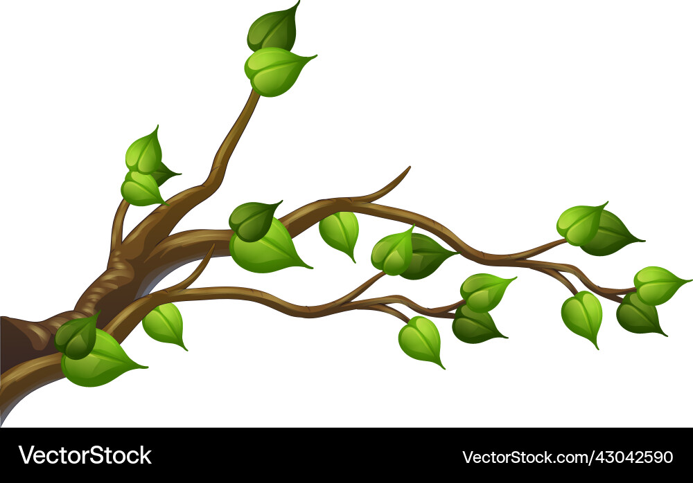 Tree branch isolated on white background Vector Image