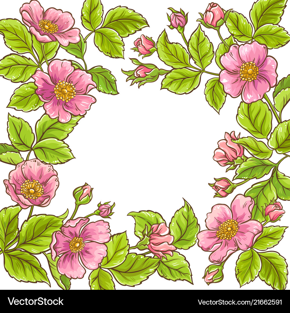 Wild rose frame vector image