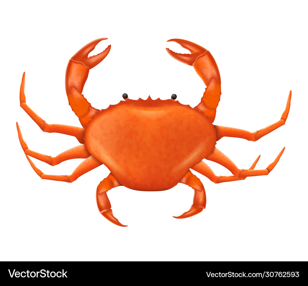 A crab in realistic style Vector Image