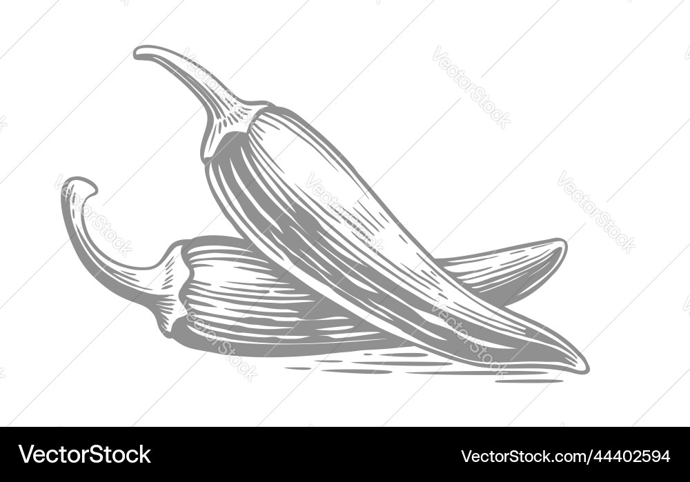 Chili hot pepper sketch drawing Chili hot pepper sketch drawing vector image