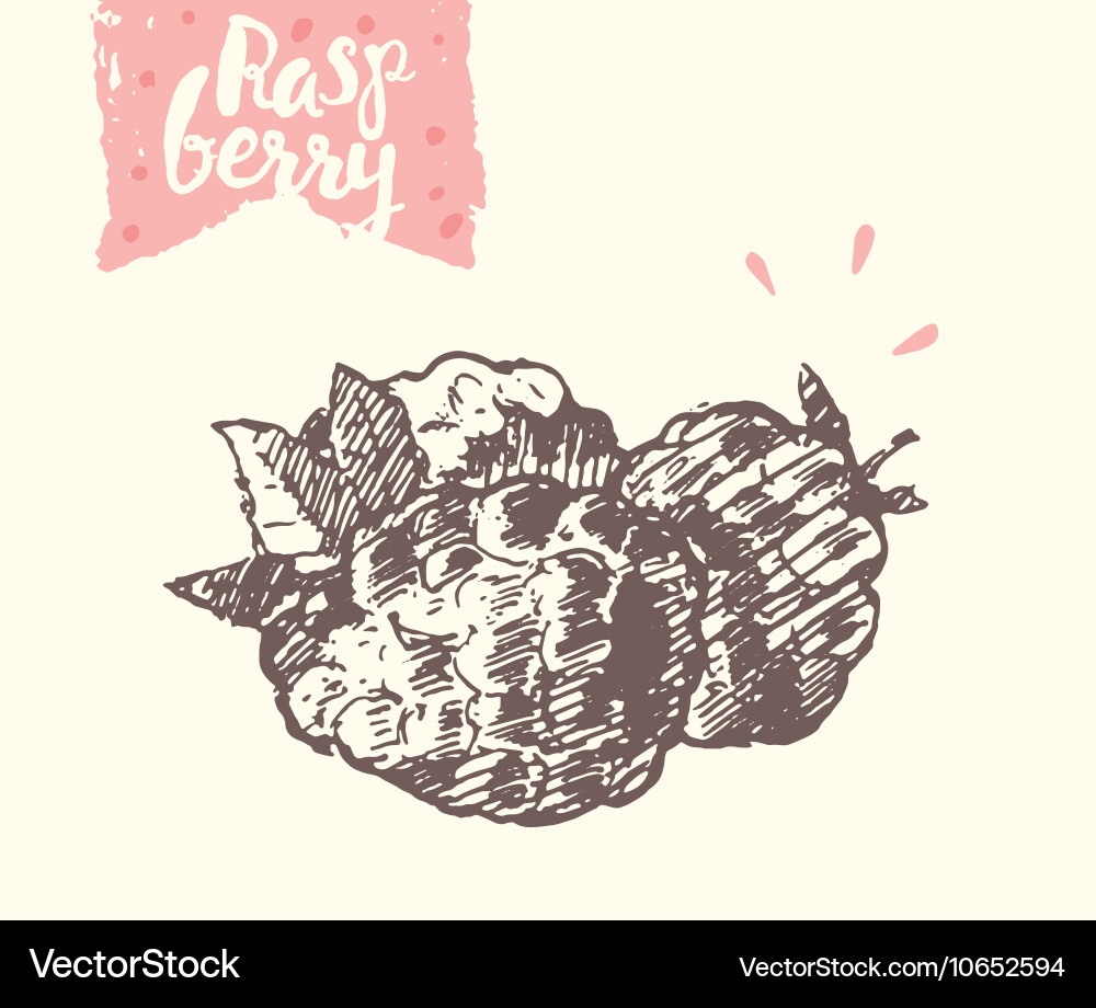 Hand drawn raspberry sketch Vector Image