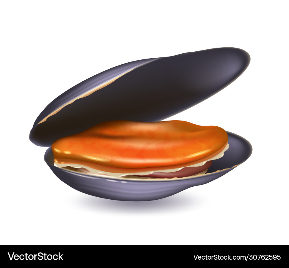 Mussels cooked with open shell realistic Mussels cooked with open shell realistic Vector Image