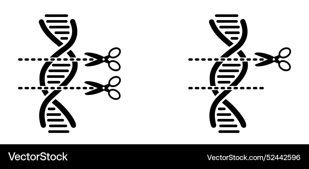 Dna break or broken string double helix Dna break or broken string double helix vector image