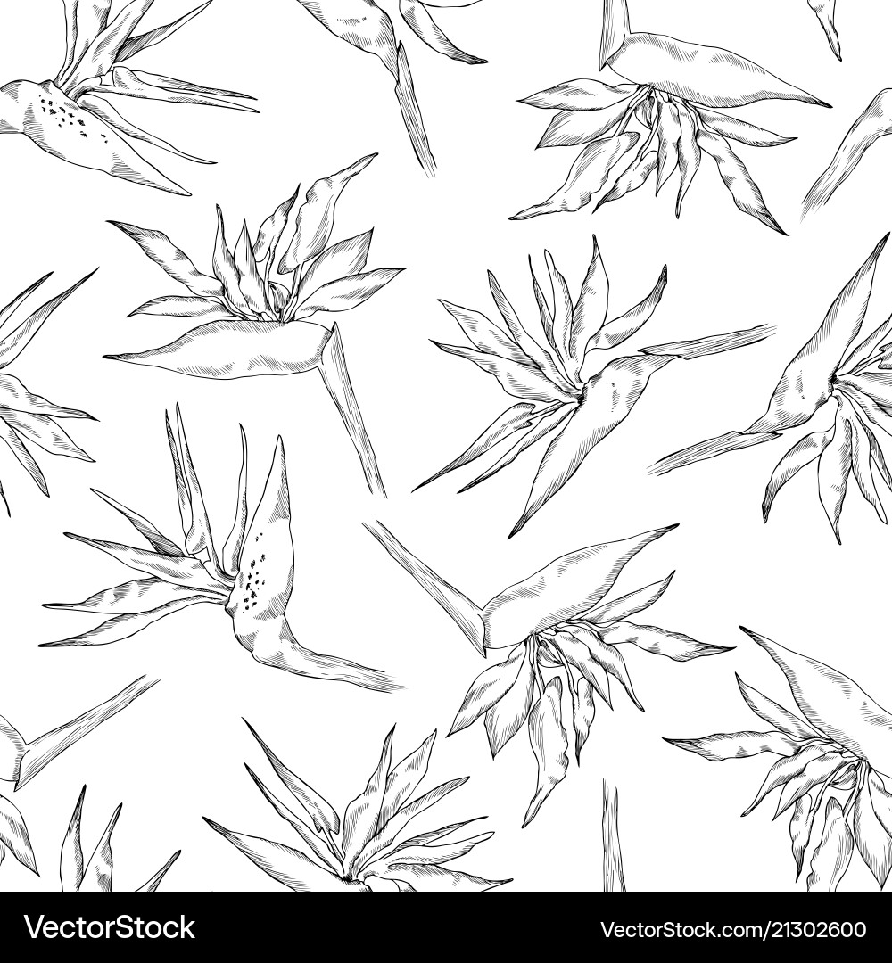 Seamless pattern of linear strelitzia collection vector image