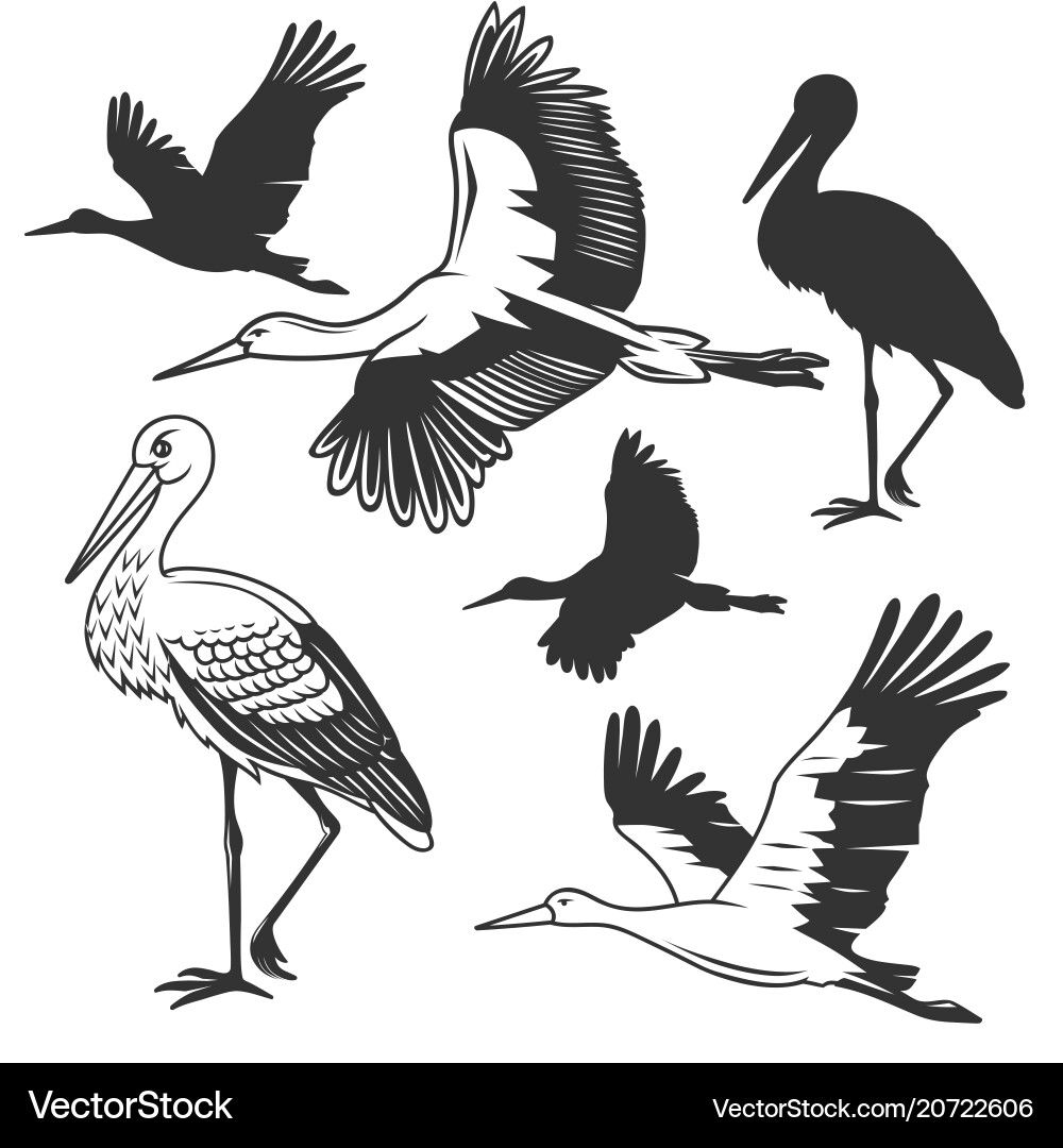Storks in Flight - A Set of Birds vector image