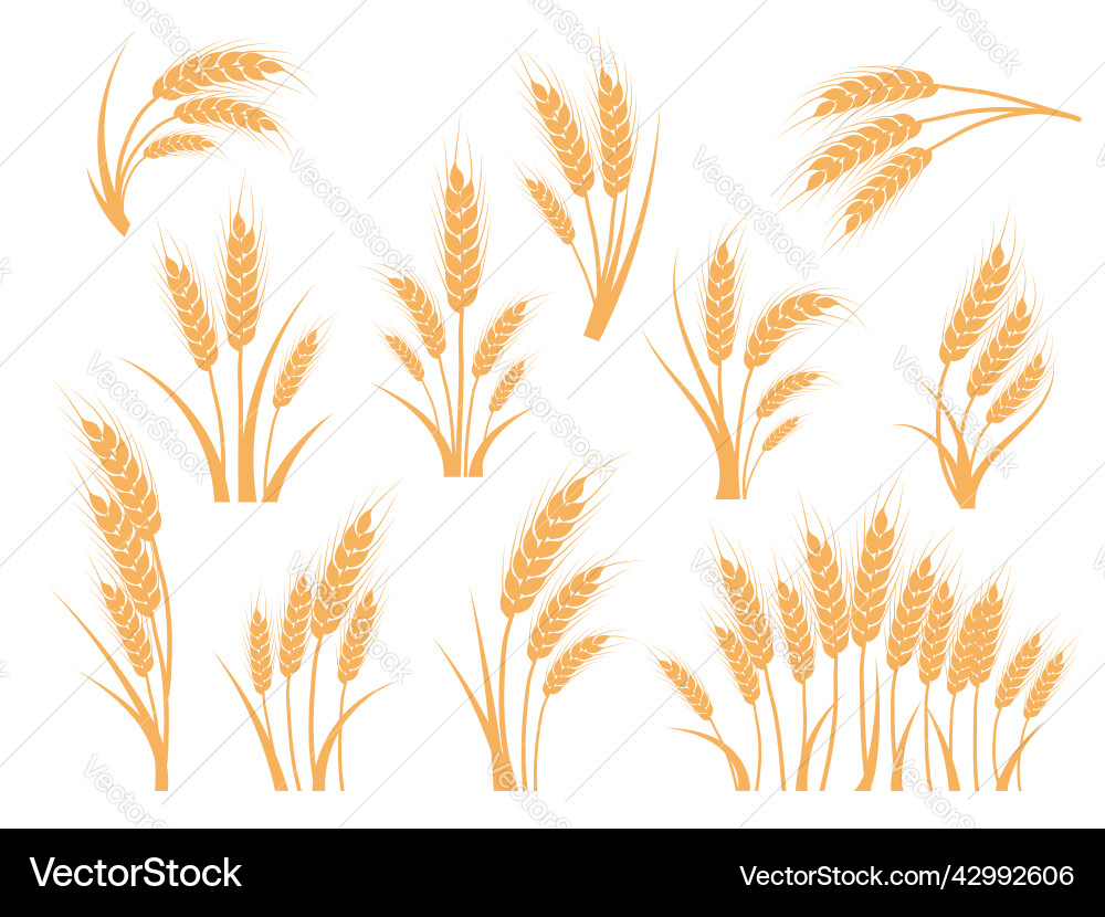 Wheat ears set oat rye or barley spikes Wheat ears set oat rye or barley spikes vector image
