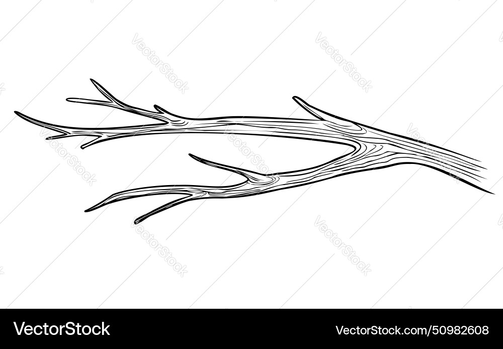 Dry branch of a tree Dry branch of a tree vector image