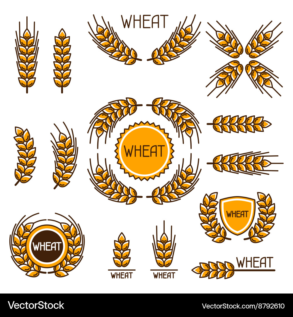 Design elements with wheat agricultural image vector image