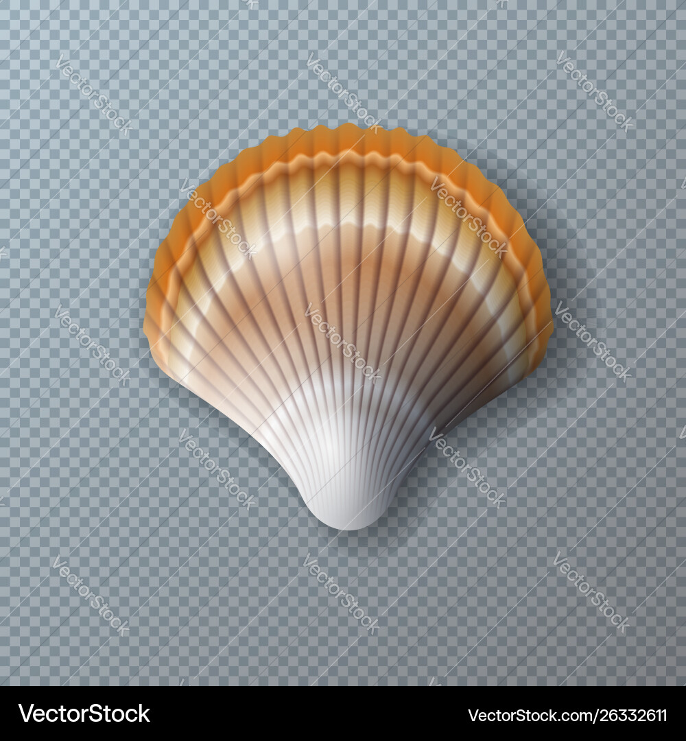 Beautiful Seashell on Transparent Background Vector Image