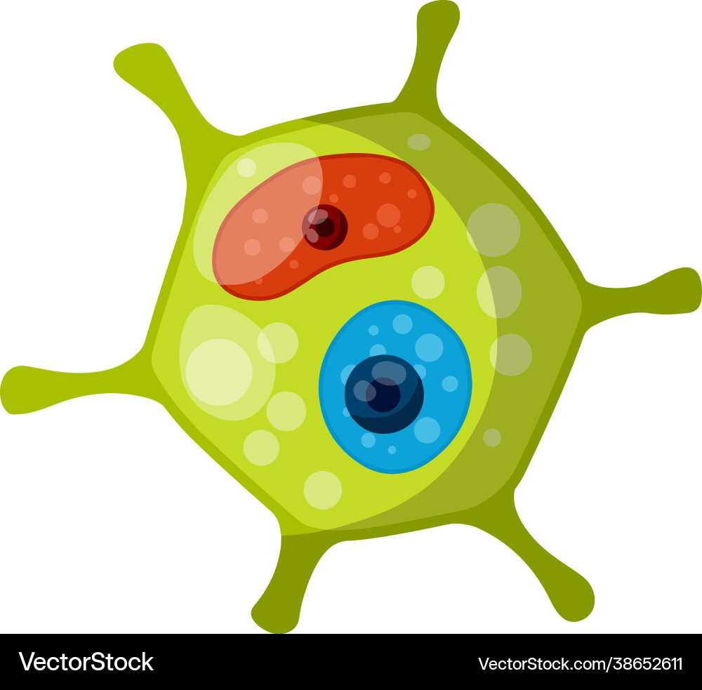 Plant Cell Anatomy Diagram Royalty Free Vector Image