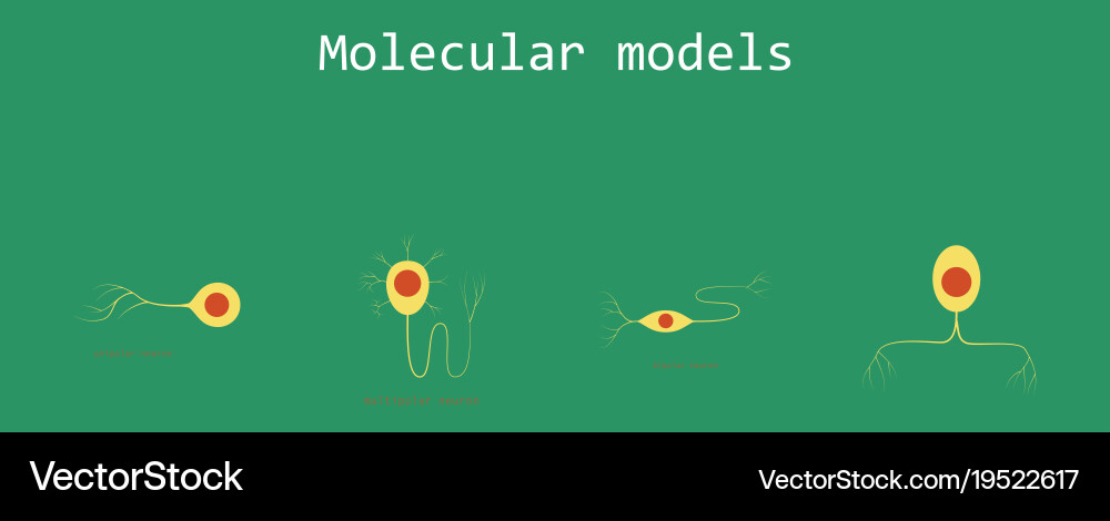 Set of structure a motor neuron vector image