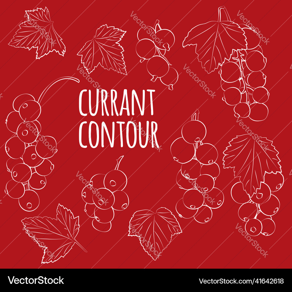 Set of currant with leaves linear outline only Set of currant with leaves linear outline only Vector Image