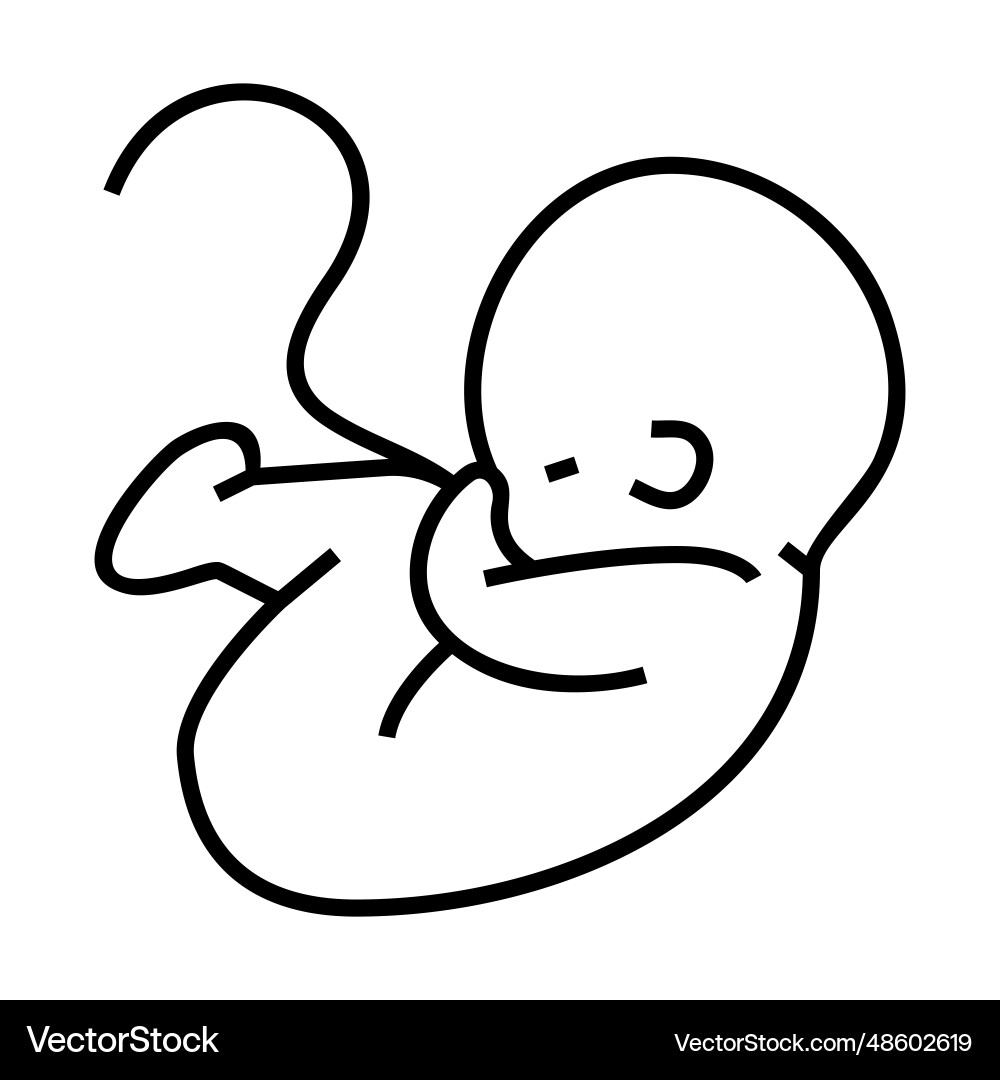 Simple outline of baby in fetal position Simple outline of baby in fetal position vector image