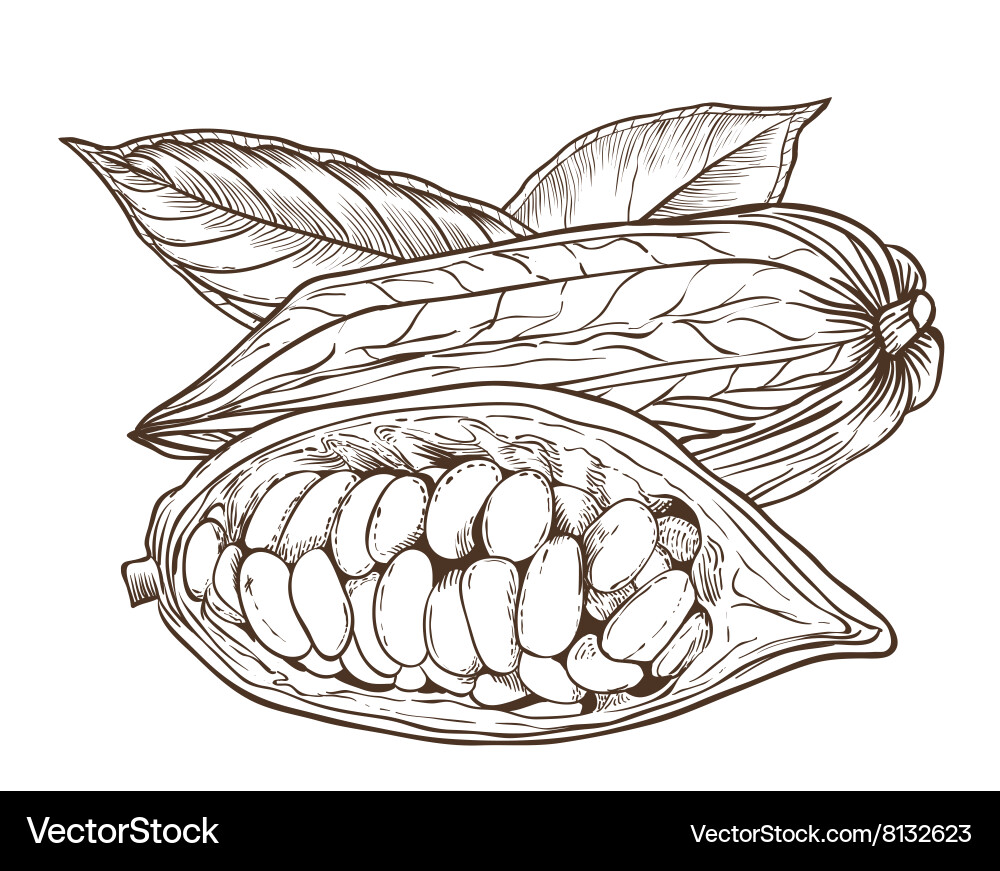 Cocoa isolated on white background Vector Image