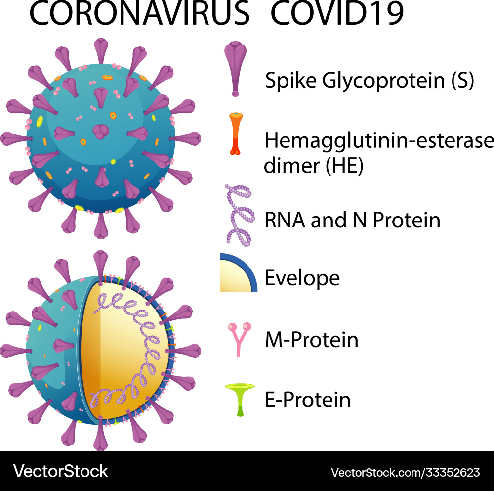 Diagram corona virus particle structure vector image