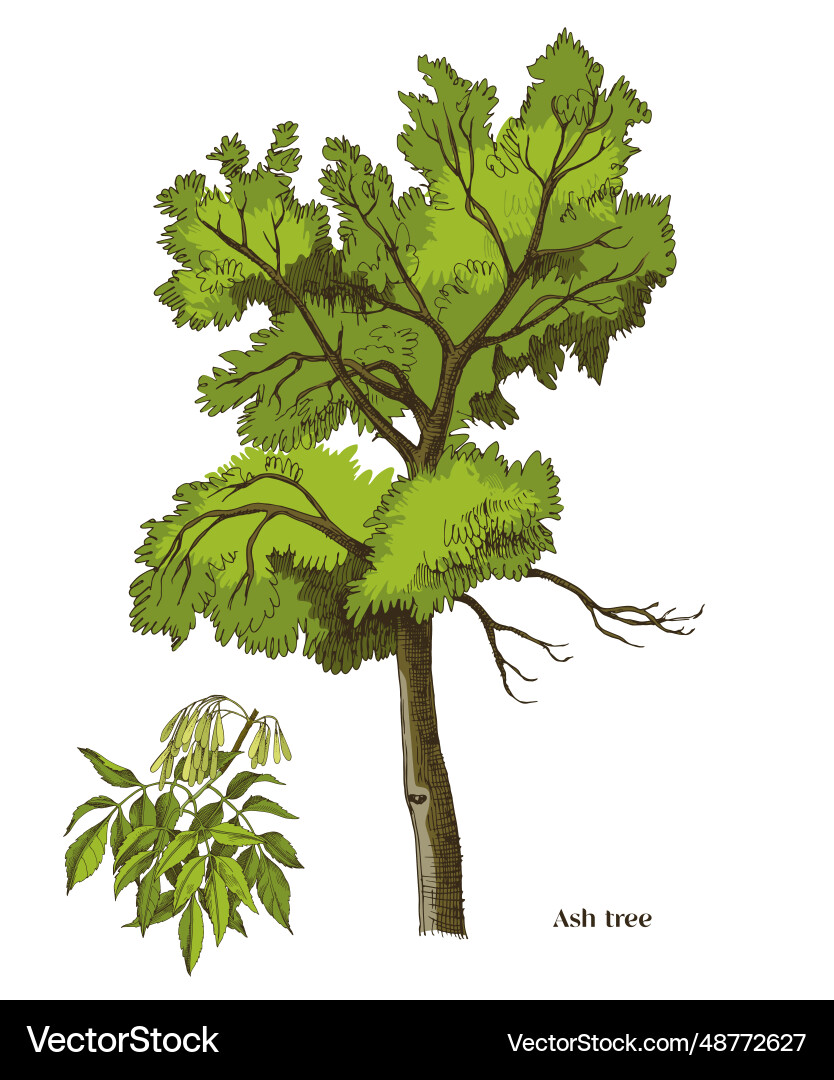 Hand-drawn Ash Tree Branch Vector Image