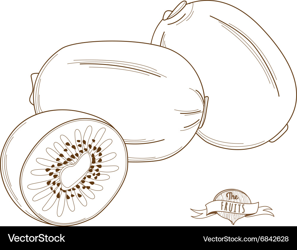Outline hand drawn kiwi flat style thin li Vector Image