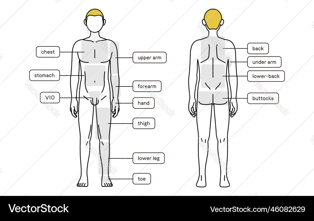 Mens hair removal full body front and back nude Mens hair removal full body front and back nude vector image