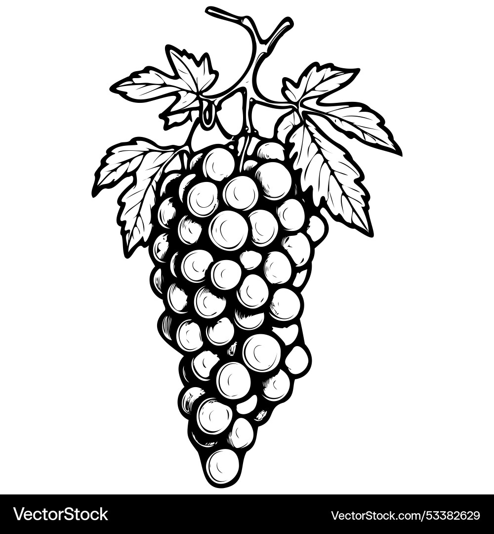 Realistic petit manseng grape drawing black fruit Realistic petit manseng grape drawing black fruit vector image