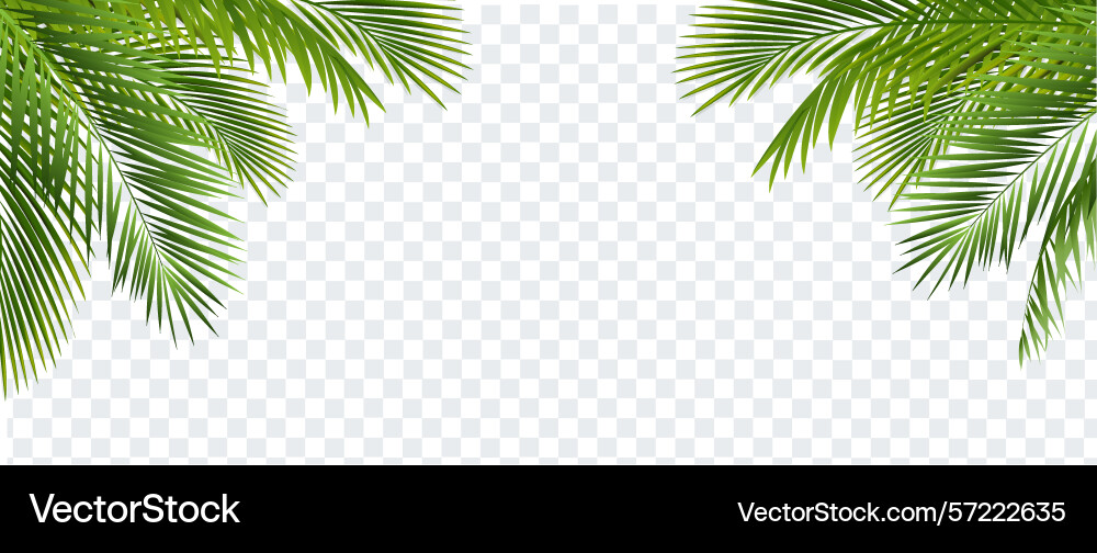Palm tree branch isolated and transparent vector image