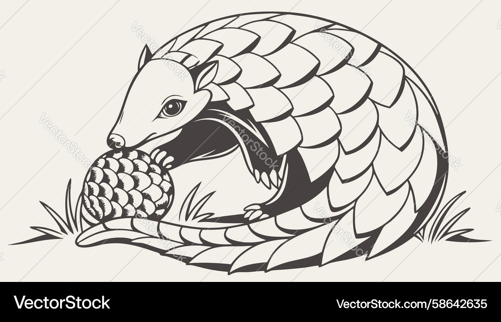 Pangolin in Protective Curl Vector Image