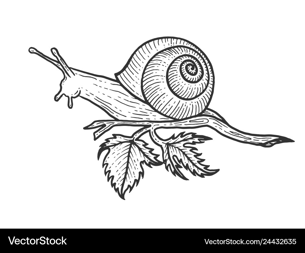 Scratchboard Snail Sketch vector image