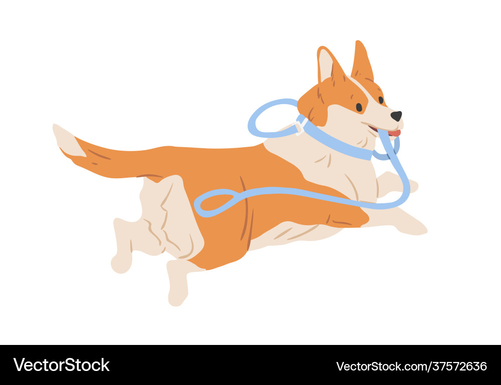 Süße welsh corgi Hund weglaufen mit Leine Süße welsh corgi Hund weglaufen mit Leine vektorbild
