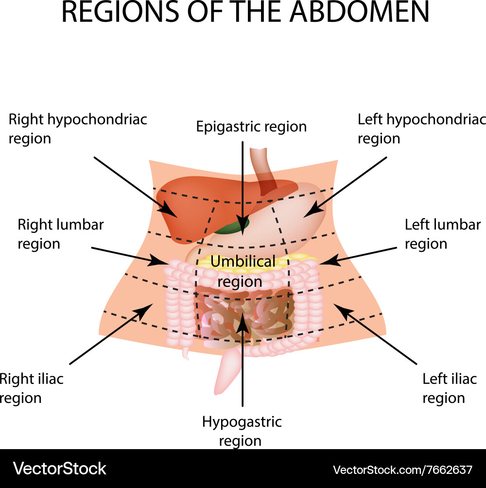 Abdominal Anatomy - Liver, Gallbladder, Pancreas – Royalty-Free Vector |  VectorStock, image size:1000x1004