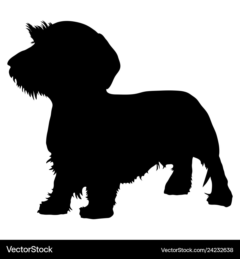 Wirehaired dachshund purebred dog Wirehaired dachshund purebred dog vector image