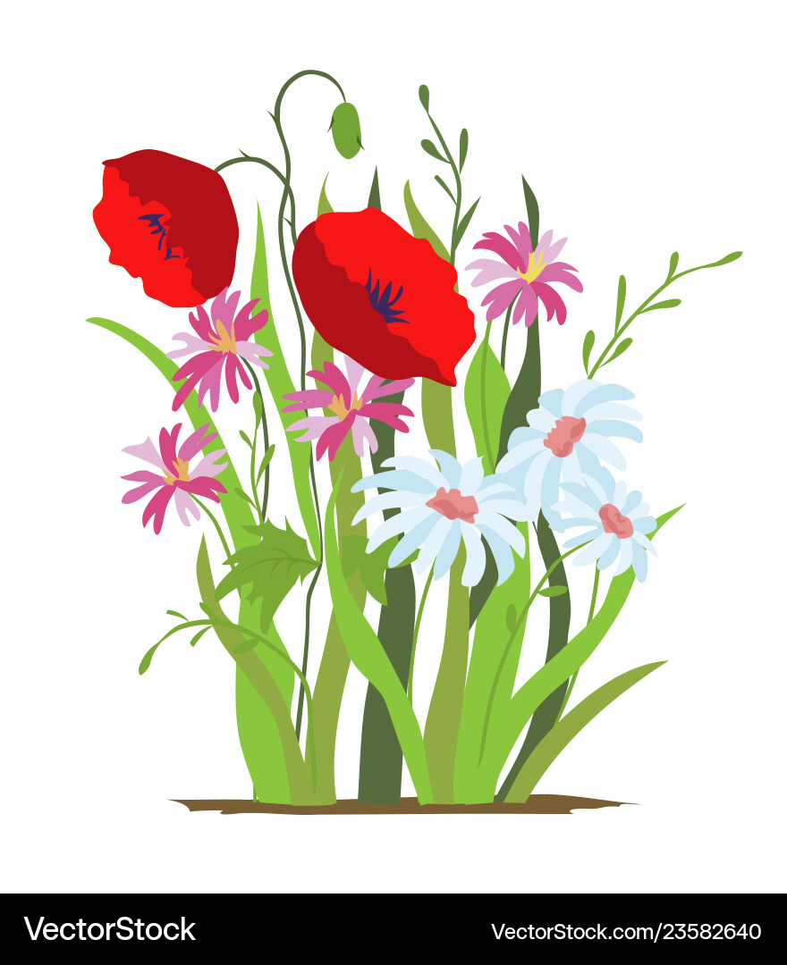 Flowerbed flower red poppy set of wild forest Flowerbed flower red poppy set of wild forest vector image