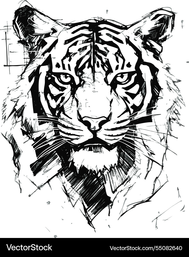 Tiger face drawing painting on clean background Tiger face drawing painting on clean background vector image