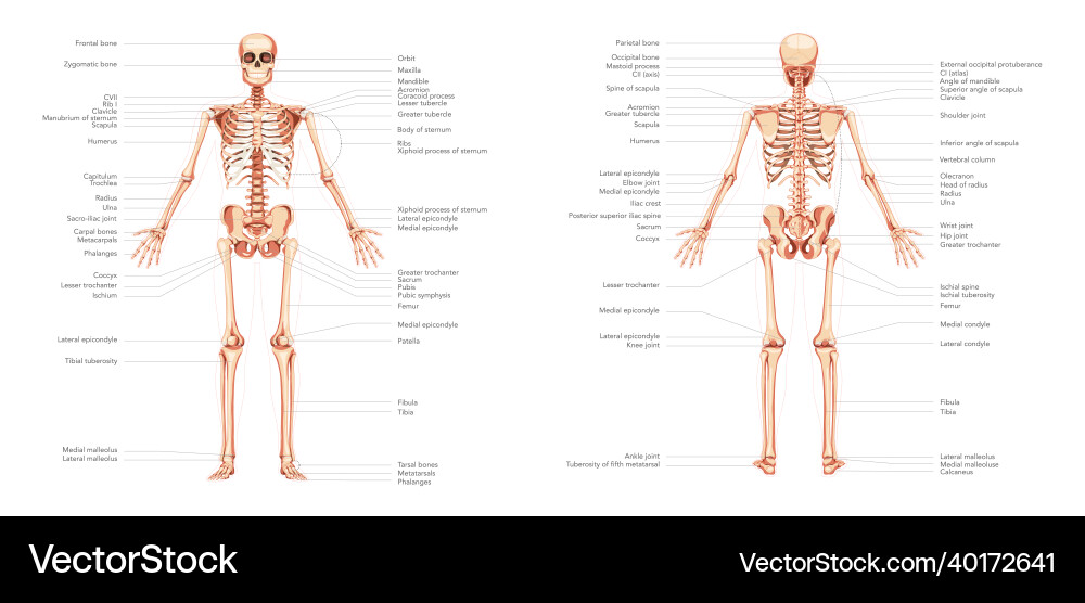 Skeleton human body diagram anterior posterior Skeleton human body diagram anterior posterior vector image