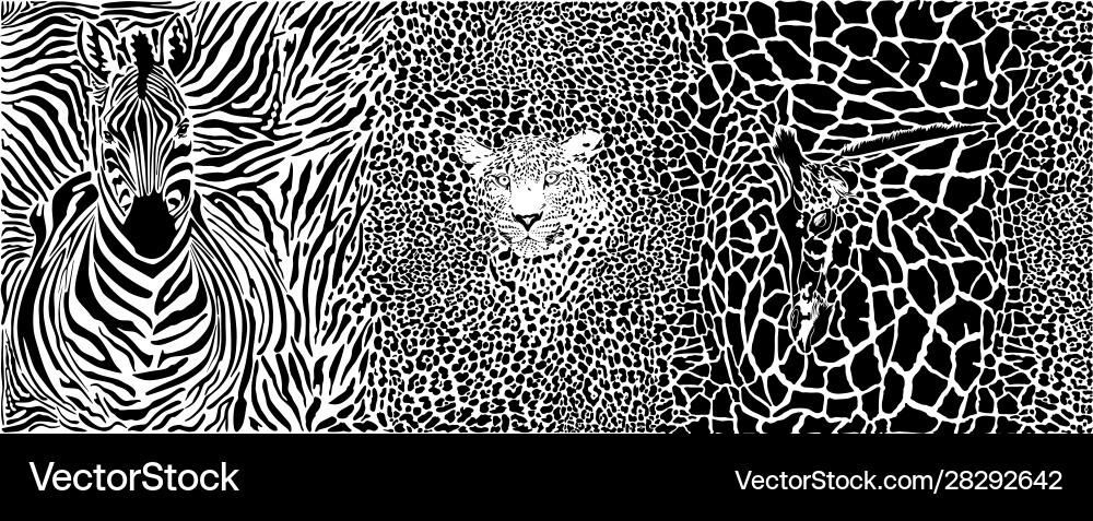 Background with zebra leopard and giraffe vector image