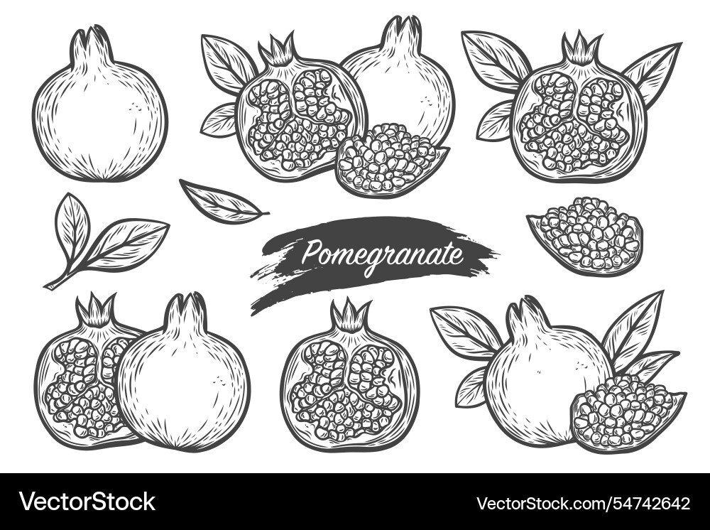 Set of pomegranate fruit images Set of pomegranate fruit images vector image