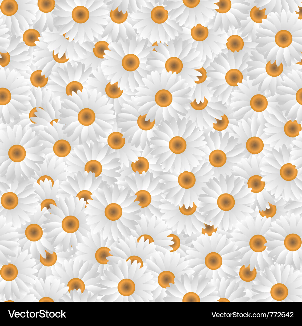 White Chamomile Pattern Vector Image