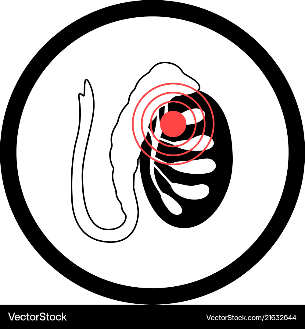 Male Reproductive System Male Reproductive System vektorbild