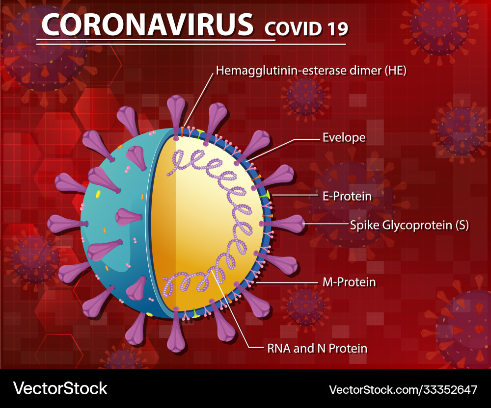 Diagram corona virus particle structure Diagram corona virus particle structure vector image