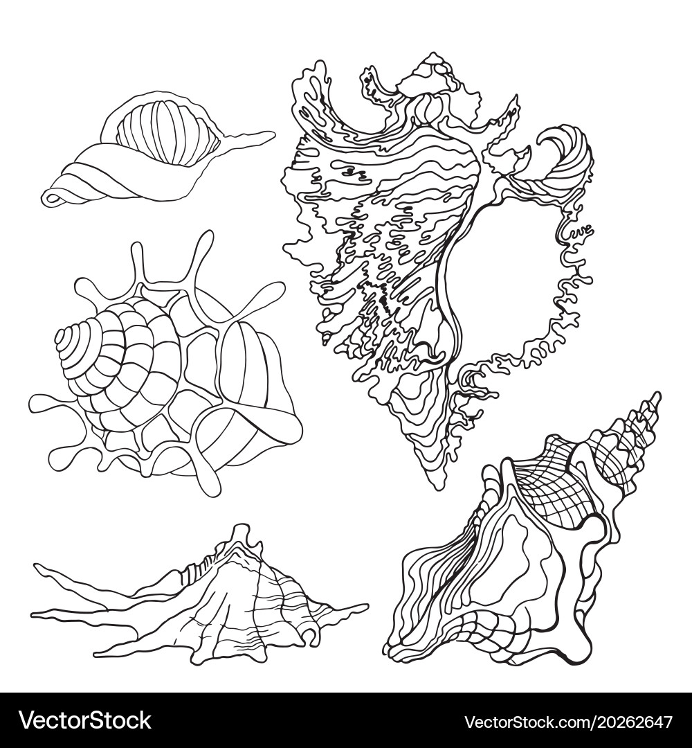 Sea shells icon Royalty Free Vector Image - VectorStock