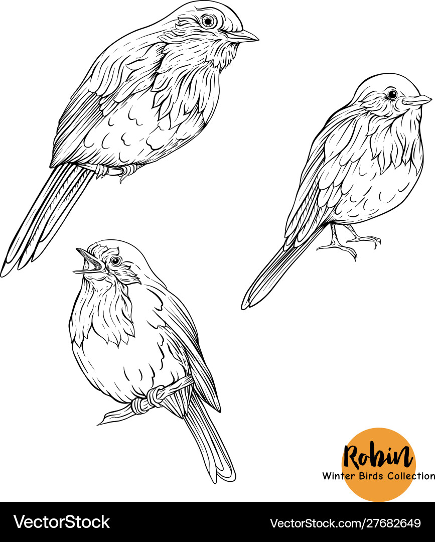 Robin Bird - ein Symbol Weihnachten Robin Bird - ein Symbol Weihnachten vektorbild