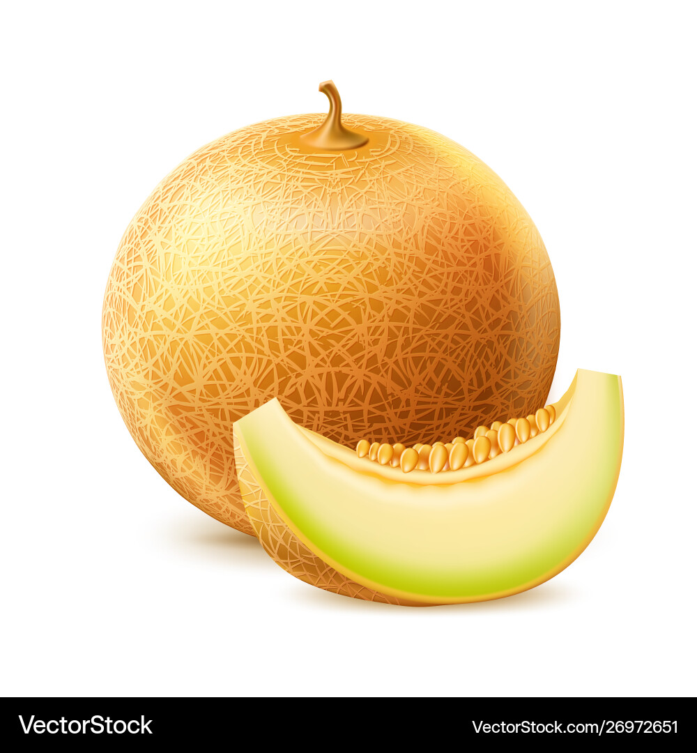Ripe Cantaloupe Melon Slice vector image