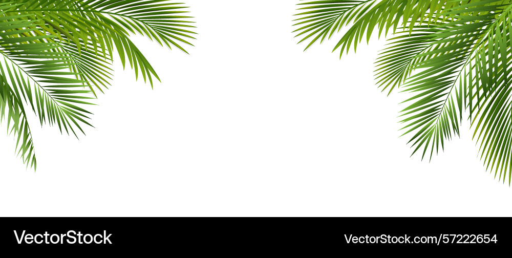 Palm tree branch isolated and white background vector image